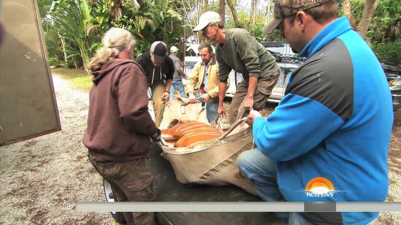 NBC Saving The Mountain Bongo